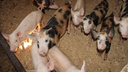 К декабрю в Архангельской области отменят карантин по африканской чуме свиней