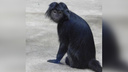 «Лесные человечки»: в пермский зоопарк привезли пару яванских лангуров