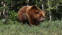 Поселок в Плесецком районе атаковали медведи и волки