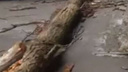 В Ростове рухнувшее на многоэтажку дерево разбило стекла в квартире