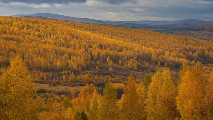 Золотые леса, еноты и лисы: выбираем лучшее фото октября