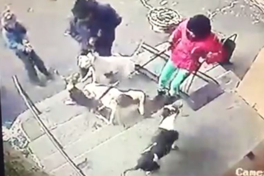 Нападение собак видео. Жертвы нападения собак. Жертвы не ападения собак.