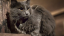 «ГорЭкоЦентр» наказали за содержание здоровых кошек вместе с больными