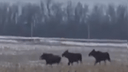 Дончане сняли на видео семью лосей, устроившую пробежку вдоль трассы
