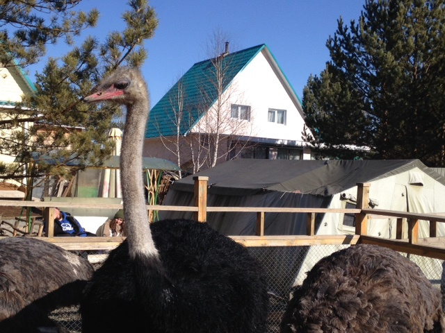 В этом году страусы переедут на более просторную территорию