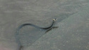 Гигантская змея выполза из реки в Рыбинске и напугала полгорода