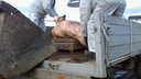 Под Челябинском погасили вспышку африканской чумы свиней