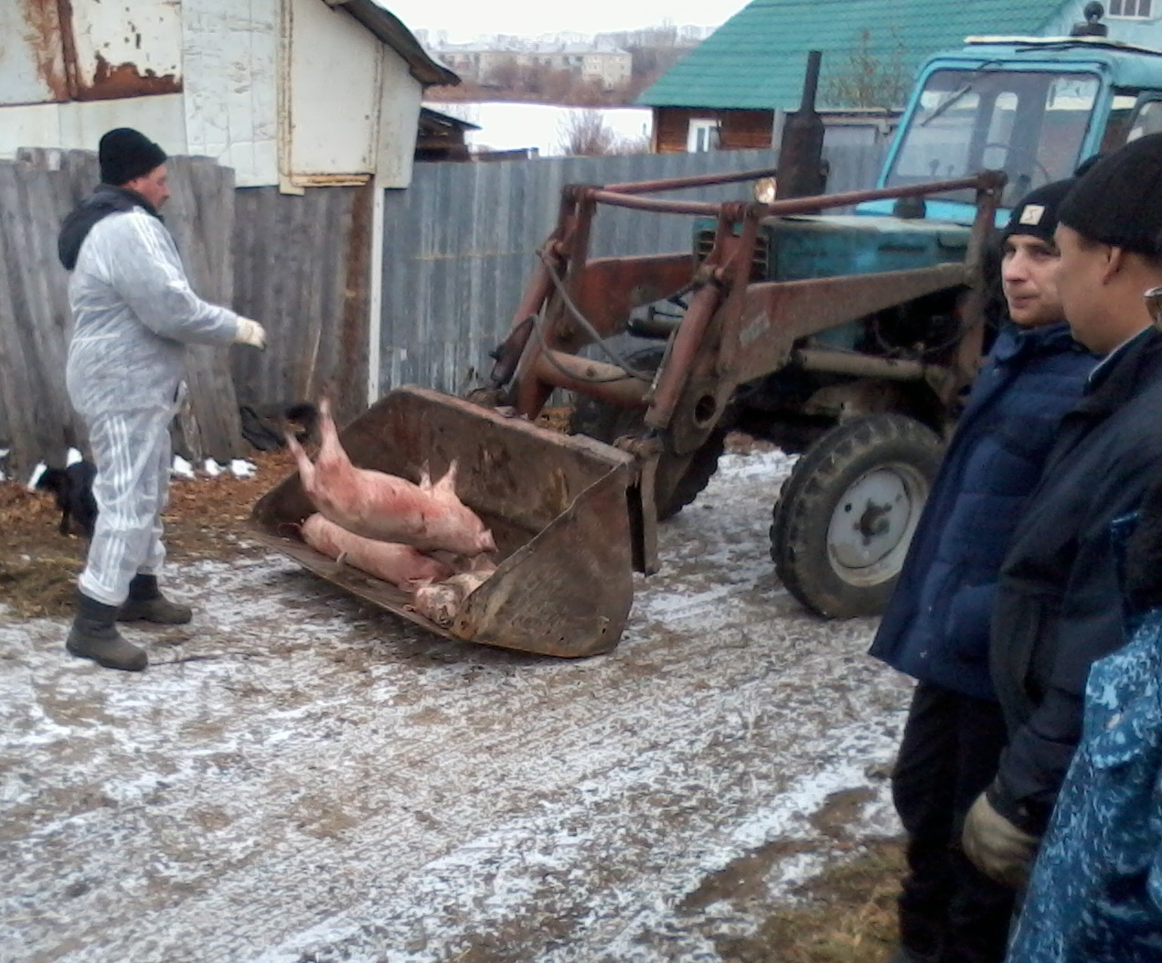 В посёлке Тимирязевский под Челябинском сожгли всех свиней