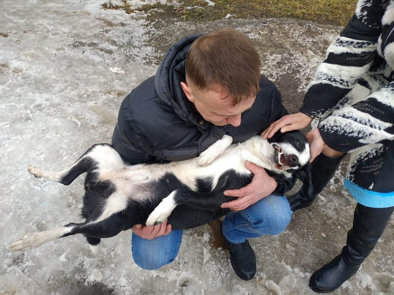 Собака 6 минут беспорядочно металась по дороге в Красном Селе, прежде чем  попасть под машину - 17 марта 2019 - ФОНТАНКА.ру