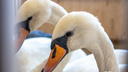 «Осторожно, лебедь может сломать руку»: самарцам показали, как краснокнижные птицы обжились в новом доме