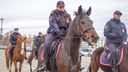 Самарские полицейские наймут на работу шесть лошадей
