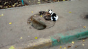 Жители «Кошелева» просят построить приют для бездомных животных в микрорайоне