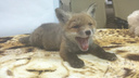 Ветеринары челябинского зоопарка выходили лисёнка, потерявшего семью