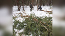 Собственник показал документы: полиция проверила вырубку леса в новом микрорайоне Челябинска