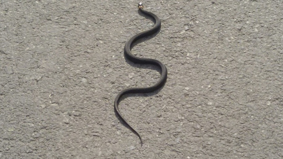 Змейка улица. Змея ползет по стене. Змея ползает по стене. Уж на улице. Уж ползет по стене.