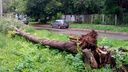 По Самарской области прошелся сильный шторм: сломаны сотни деревьев, повреждены десятки автомобилей