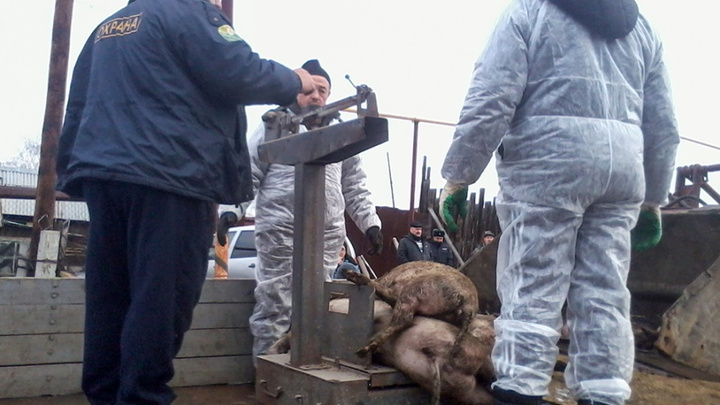 «Как в зоне радиации»: в Тимирязевском после вспышки африканской чумы уничтожили всех свиней