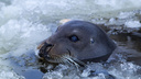 Маленького тюленя вернули в воду северодвинские спасатели