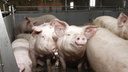 В Самарской области уничтожают поголовья свиней в зоне риска заражения африканской чумой