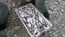 В Ростовской области задержали 2,7 тонны рыбы