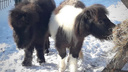 Лошади размером с собаку: Тюльпан и Анюта стали новыми обитателями Ярославского зоопарка