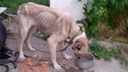 Житель Ростовской области устроил «концлагерь» для своих собак