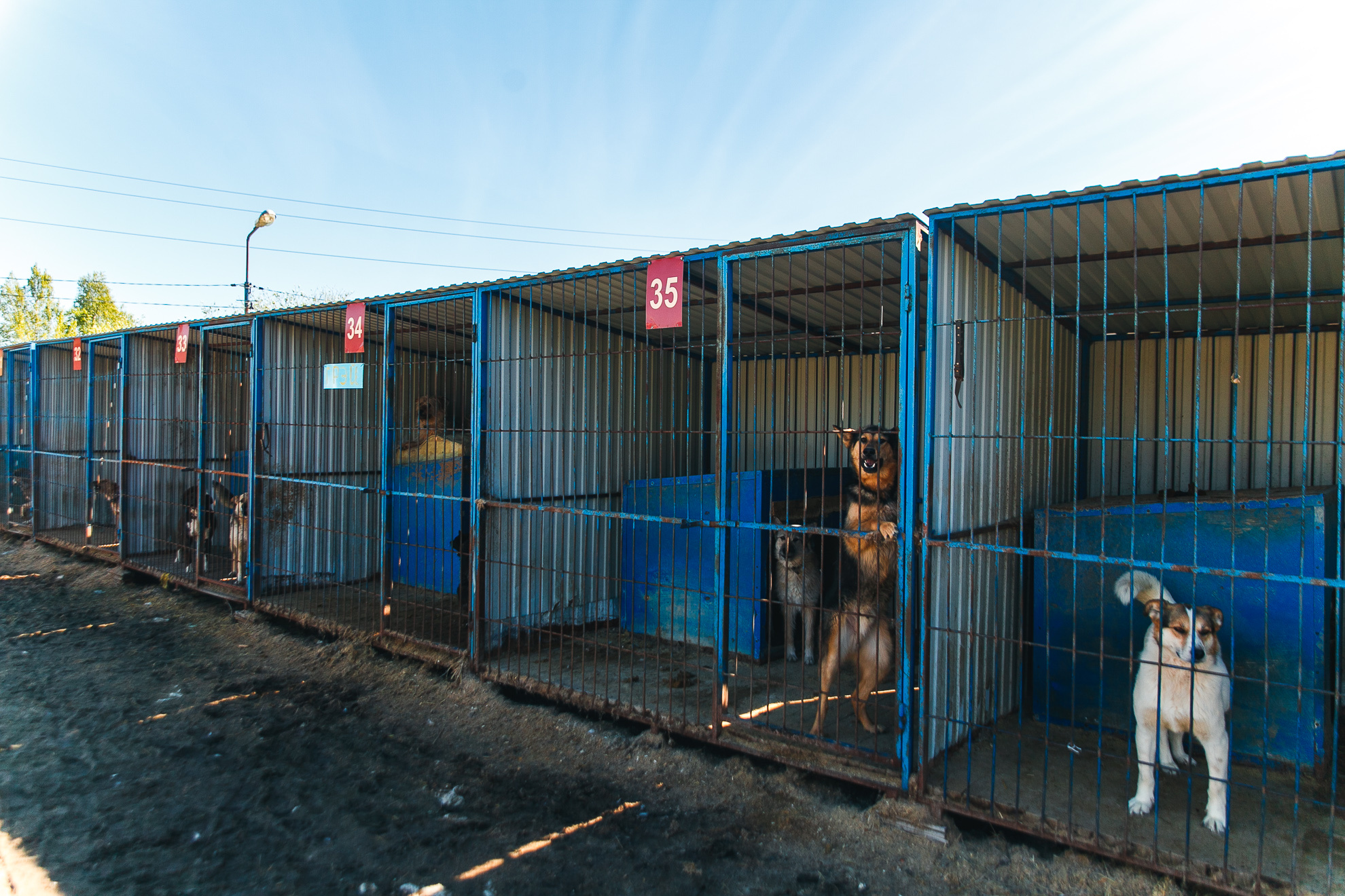 Приют для животных в Тюмени собаки