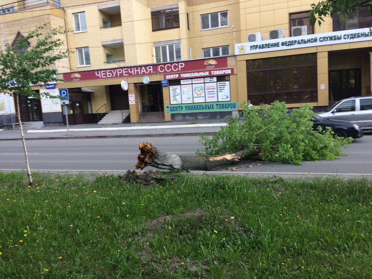 Упавшее дерево рядом с пересечением улиц Котовского и Одесской - еще одно последствие сильного ветра в Тюмени