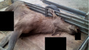 В Самарской области браконьер в лесу убил лосиху-маму