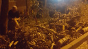В Александровке работники ЖКХ обрезали деревья и оставили ветки на тротуаре