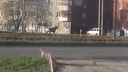По улицам Ярославля прогулялся лось: видео