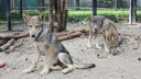 Волчатам, родившимся в челябинском зоопарке, дали геройские имена