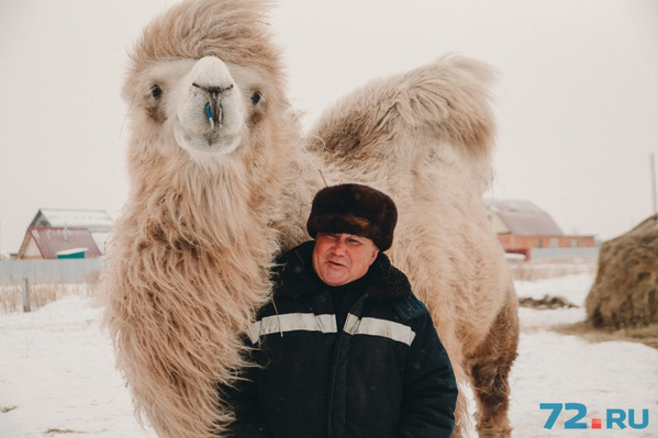 Кто этот верблюд: где и как живет тюменский Кеша, который снимался в фильме  и стал звездой YouTube - 2 марта 2018 - 72.ру
