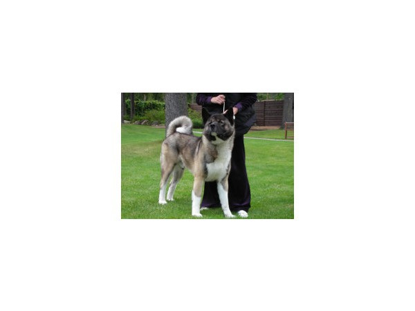 akita-spb.ru