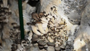 В Самарской области заключенных научили выращивать грибы на продажу