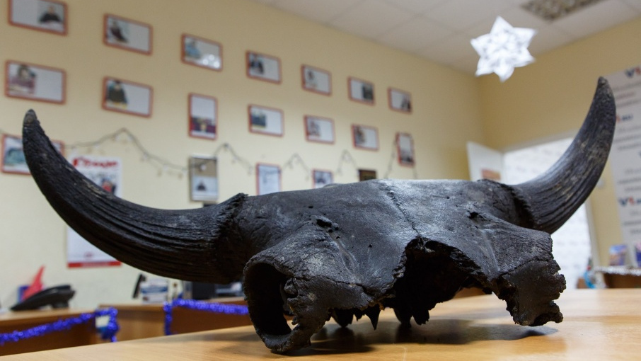 Нашли бизона. Ульяновск музей про древних животных. Со дна Волги подняли череп доисторического бизона. Череп доисторического бизона. Самый большой доисторический бык.