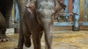 Слониха Эколь из ростовского зоопарка отметила три месяца со дня рождения