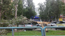 В Самаре шквалистый ветер повалил деревья на машины и сдул остановку
