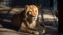 Боролись за жизнь два дня: в зоопарке Ростова от хронической болезни скончалась львица