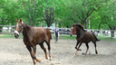 В Самаре конный клуб выселят из парка Металлургов по решению суда