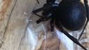 Ростовчане нашли опасного паука каракурта в частном секторе на Портовой