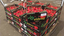 В Самаре уничтожили свыше 600 кг помидоров из Турции