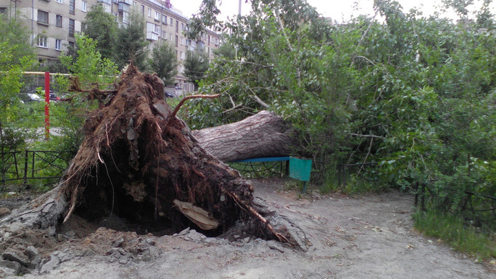 Челябинцы пожаловались на неубранные деревья после субботнего шторма