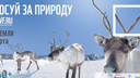 Архангельский ЦБК стал партнером всемирной акции WWF «Час Земли — 2018»