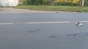 В Тольятти под колесами авто погибла женщина-пешеход