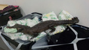 Чучело крокодила из Конго приютят самарские экологи