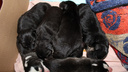 В Ярославле пять из семи щенков, спасённых из помойки, погибли