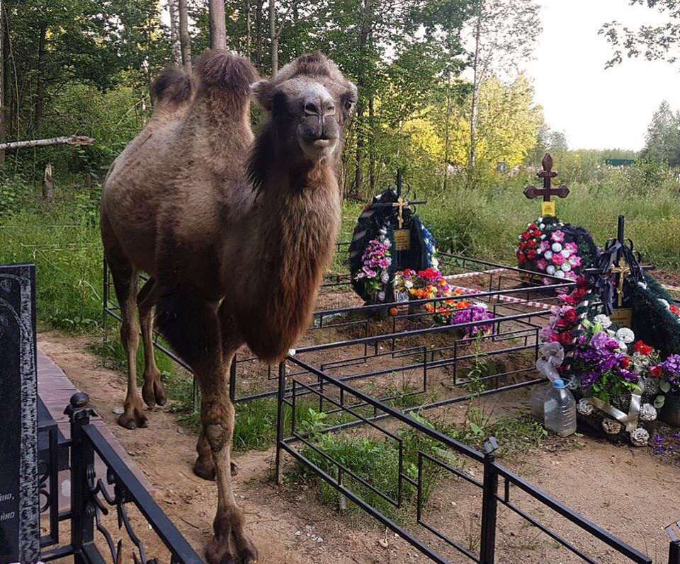 Символ Челябинска неожиданно оказался на кладбище