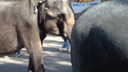 По центральным улицам Ростова выгуливают четырех слонов