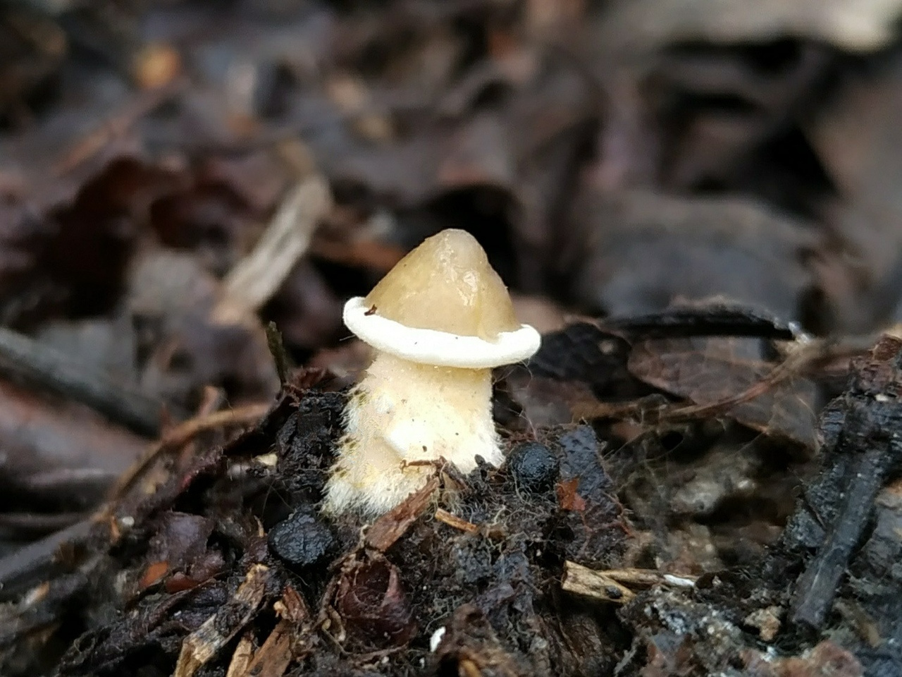 Торчки гриб фото и описание